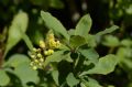 Berberis vulgaris